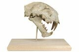 False Saber-Toothed Cat (Dinictis) Skull - South Dakota #236996-8